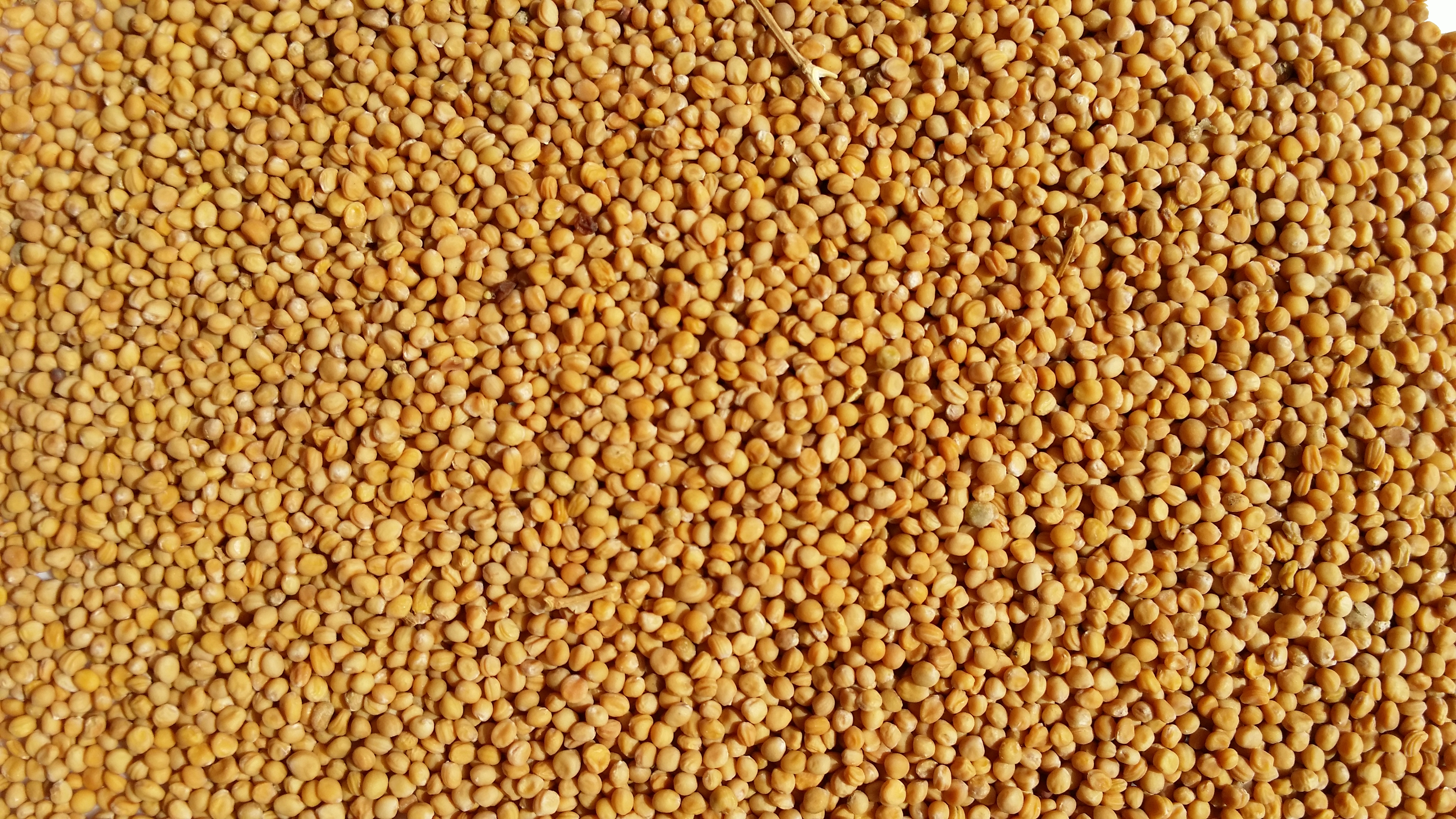 5 kg Yellow Mustard grains, organic, whole [n649 xg] 2022 cena specjalna